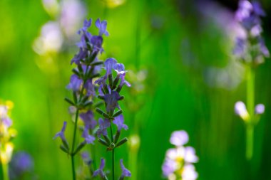  Yazın lavanta tarlası. Aromaterapi. Doğa Kozmetikleri.