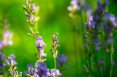  Yazın lavanta tarlası. Aromaterapi. Doğa Kozmetikleri.