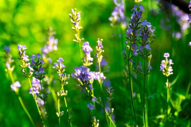  Yazın lavanta tarlası. Aromaterapi. Doğa Kozmetikleri.
