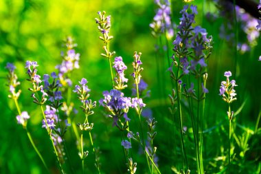  Yazın lavanta tarlası. Aromaterapi. Doğa Kozmetikleri.