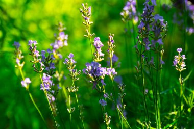  Yazın lavanta tarlası. Aromaterapi. Doğa Kozmetikleri.