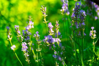  Yazın lavanta tarlası. Aromaterapi. Doğa Kozmetikleri.