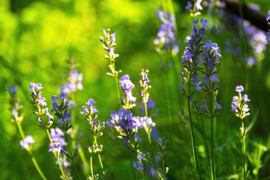  Yazın lavanta tarlası. Aromaterapi. Doğa Kozmetikleri.