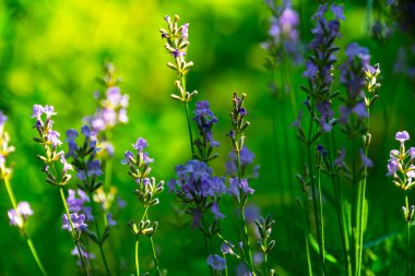  Yazın lavanta tarlası. Aromaterapi. Doğa Kozmetikleri.