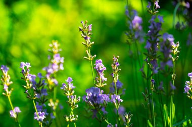 Yazın lavanta tarlası. Aromaterapi. Doğa Kozmetikleri.