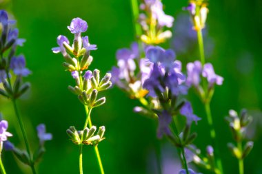  Yazın lavanta tarlası. Aromaterapi. Doğa Kozmetikleri.