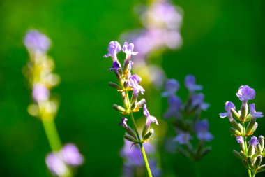  Yazın lavanta tarlası. Aromaterapi. Doğa Kozmetikleri.