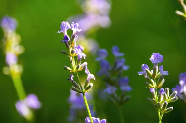  Yazın lavanta tarlası. Aromaterapi. Doğa Kozmetikleri.
