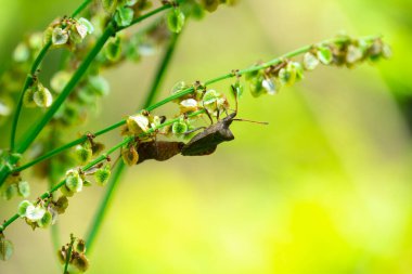 Kötü kokulu böcekler, Brochymena affiniler, yaz bahçesinde dala tırmanıyorlar.