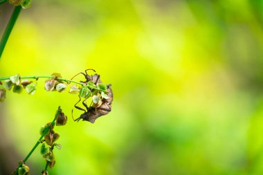 Kötü kokulu böcekler, Brochymena affiniler, yaz bahçesinde dala tırmanıyorlar.