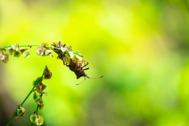 Kötü kokulu böcekler, Brochymena affiniler, yaz bahçesinde dala tırmanıyorlar.