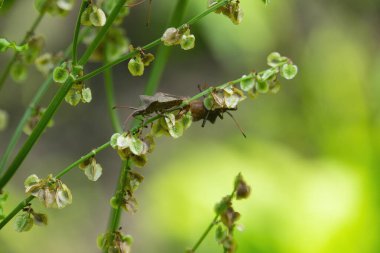 Kötü kokulu böcekler, Brochymena affiniler, yaz bahçesinde dala tırmanıyorlar.