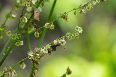 Kötü kokulu böcekler, Brochymena affiniler, yaz bahçesinde dala tırmanıyorlar.