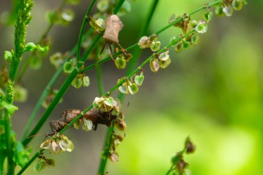 Kötü kokulu böcekler, Brochymena affiniler, yaz bahçesinde dala tırmanıyorlar.