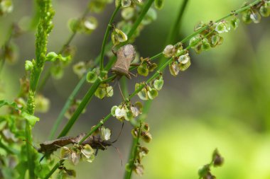 Kötü kokulu böcekler, Brochymena affiniler, yaz bahçesinde dala tırmanıyorlar.