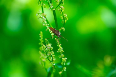 Kötü kokulu böcekler, Brochymena affiniler, yaz bahçesinde dala tırmanıyorlar.