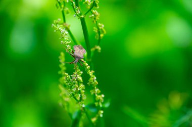 Kötü kokulu böcekler, Brochymena affiniler, yaz bahçesinde dala tırmanıyorlar.