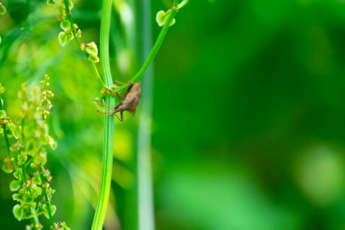 Kötü kokulu böcekler, Brochymena affiniler, yaz bahçesinde dala tırmanıyorlar.