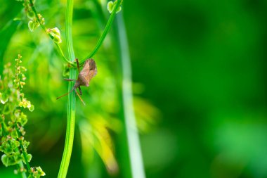 Kötü kokulu böcekler, Brochymena affiniler, yaz bahçesinde dala tırmanıyorlar.