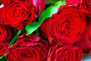 Güzel kırmızı gül buketi. Parlak bokeh 'li asil kırmızı güller