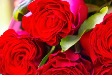 Güzel kırmızı gül buketi. Parlak bokeh 'li asil kırmızı güller