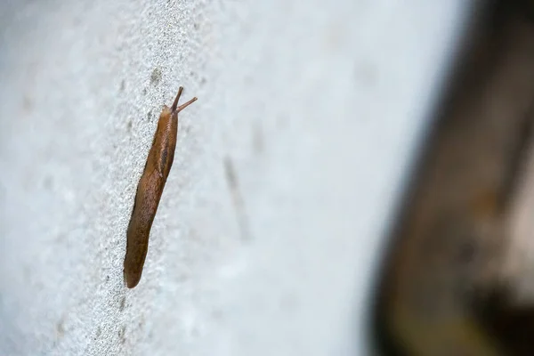 Duvarda Sürünen Sümüklü Böcek — Stok fotoğraf