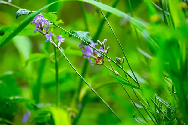 Lavendelfält Sommaren Aromaterapi Naturkosmetika — Stockfoto