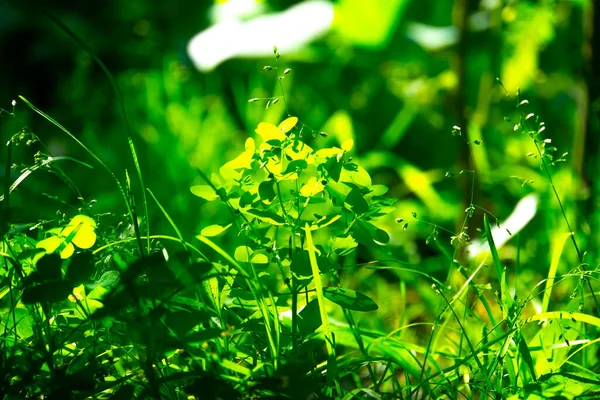 Primer Plano Hierba Verde Día Soleado — Foto de Stock