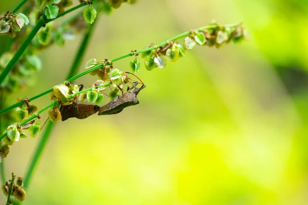 Грубые Вонючие Жуки Brochymena Affinis Залезающие Ветку Летнем Саду — стоковое фото