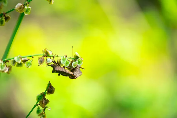 Grov Stinkande Insekt Brochymena Affinis Klättrar Grenen Sommarträdgården — Stockfoto