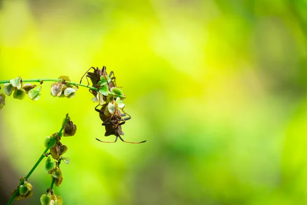 Grov Stinkande Insekt Brochymena Affinis Klättrar Grenen Sommarträdgården — Stockfoto