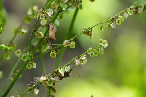 Een Ruwe Stinkende Wantsen Brochymena Affinis Klimmen Tak Zomertuin — Stockfoto