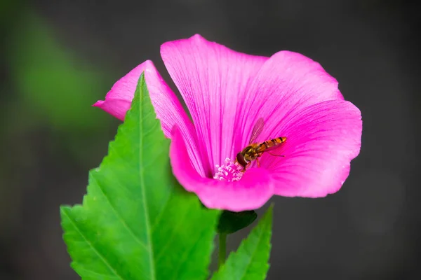 Abeja Sentada Flor Rosa Primer Plano — Foto de Stock