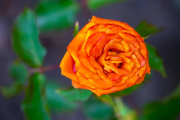 Gros Plan Fleur Rose Orange Dans Jardin — Photo