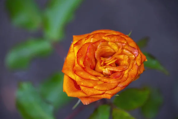 정원에 오르는 오렌지색 — 스톡 사진