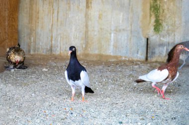 Çiftlikte yürüyen güvercinler, yakın plan