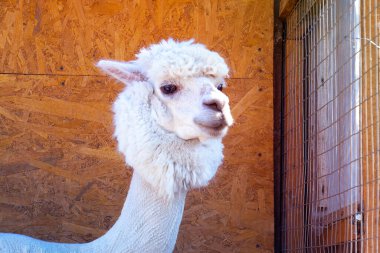 Beyaz, sevimli, sarılan Alpaca kafası, yakın plan.