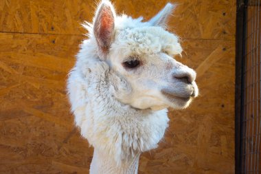 Beyaz, sevimli, sarılan Alpaca kafası, yakın plan.