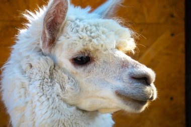 Beyaz, sevimli, sarılan Alpaca kafası, yakın plan.
