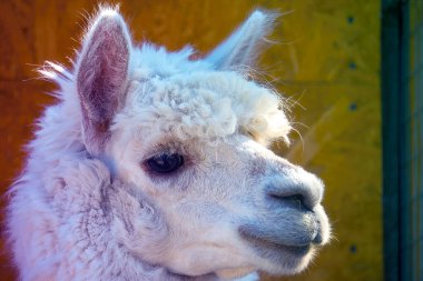 Beyaz, sevimli, sarılan Alpaca kafası, yakın plan.