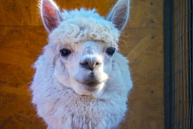 Beyaz, sevimli, sarılan Alpaca kafası, yakın plan.