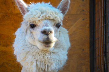 Beyaz, sevimli, sarılan Alpaca kafası, yakın plan.