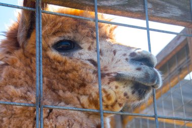 Beyaz, sevimli, sarılan Alpaca kafası, yakın plan.