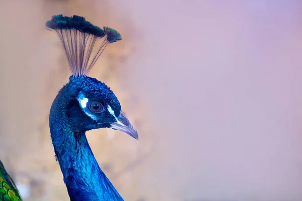 Peacock head close-up on feather background