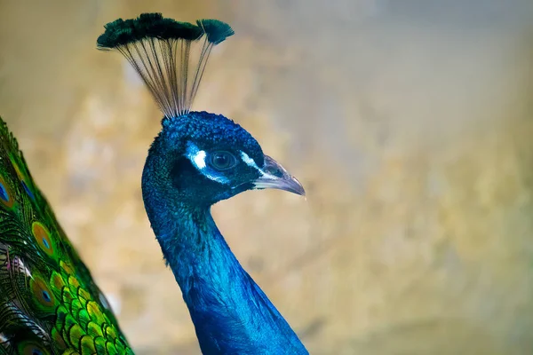 Peacock head close-up on feather background