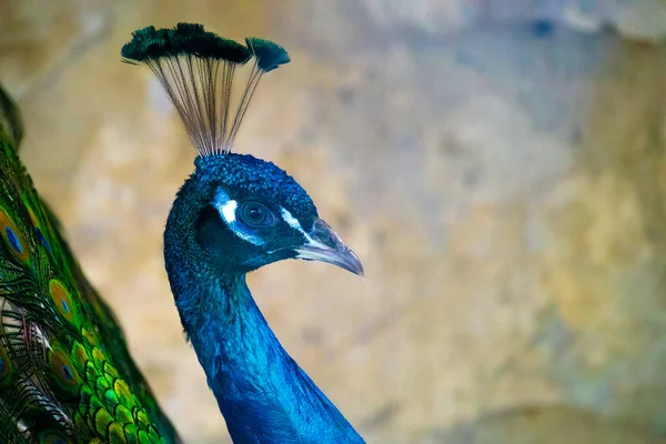 Peacock head close-up on feather background