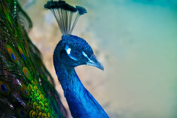 Peacock head close-up on feather background