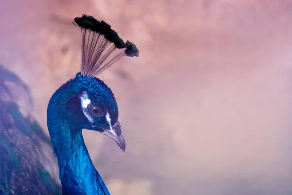 Peacock head close-up on feather background