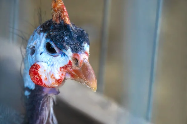 Bright Dashing Curious Guinea Fowl Dans Portrait Insolent Aux Yeux — Photo