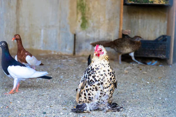 Kopf Eines Hahns Oder Hahns Auf Dem Hof Landwirtschaftskonzept — Stockfoto